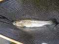 Cross Fork Trout2